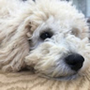 Meet your Posher, Jake